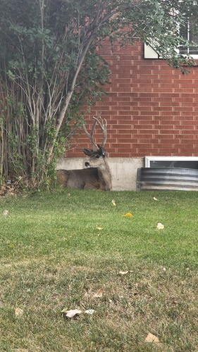 Mule Deer