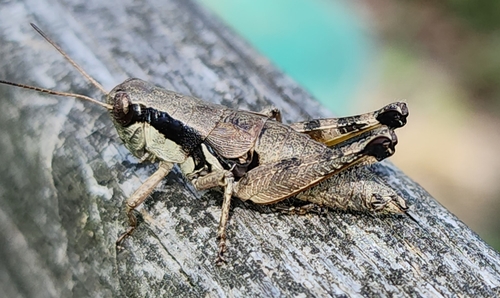 Scudder's Short-winged Grasshopper