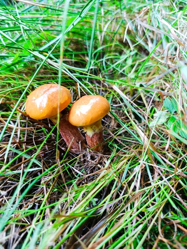 Larch Bolete