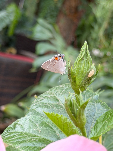Gray Hairstreak