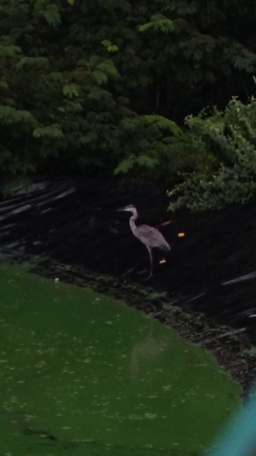 Great Blue Heron (Ardea herodias)