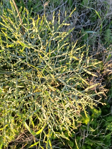 Baccharis articulata