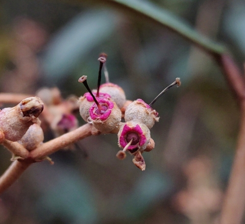 Miconia albicans