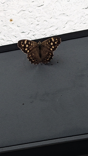 Speckled Wood