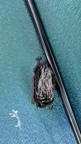 Silver-haired Bat observed by paulsweet