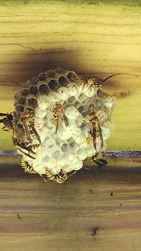 Guinea Paper Wasp