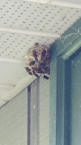 Metric Paper Wasp