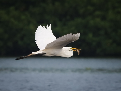 Great Egret (Ardea alba)