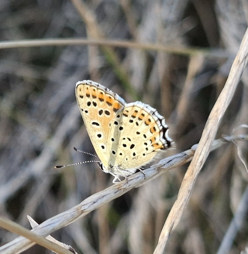 Sooty Copper