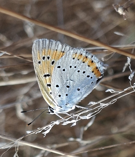 Large Copper