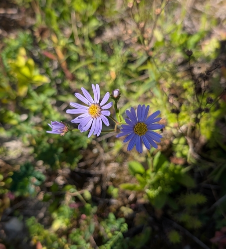Italian Aster