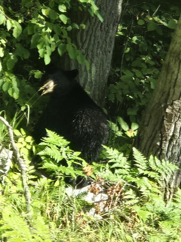 Black Bear sighting near Britt
