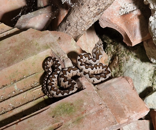 Long-nosed Viper
