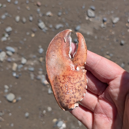 American Lobster