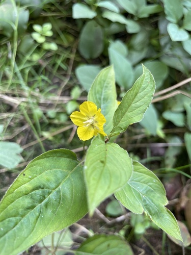 fringed loosestrife