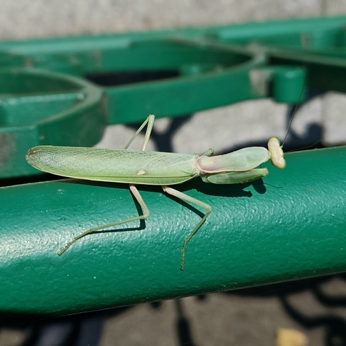 Transcaucasian Giant Mantis