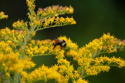 Tricolored Bumble Bee