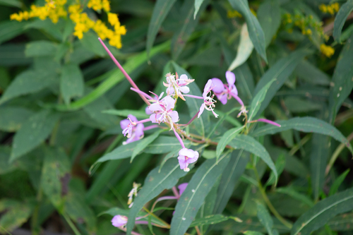 fireweed