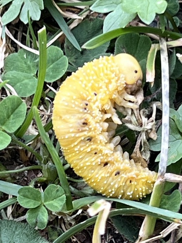 Willow Sawfly