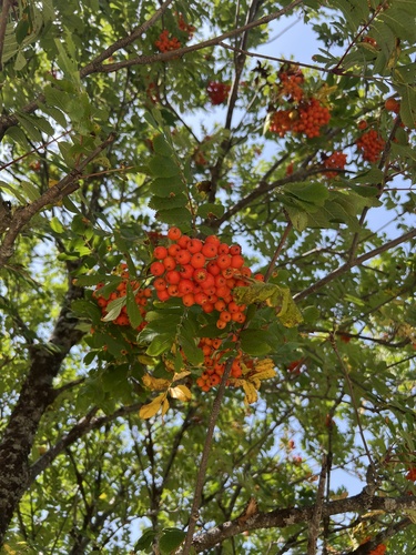 European mountain ash