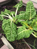 Swiss Chard - Photo (c) Tom Petersmeyer, all rights reserved, uploaded by Tom Petersmeyer
