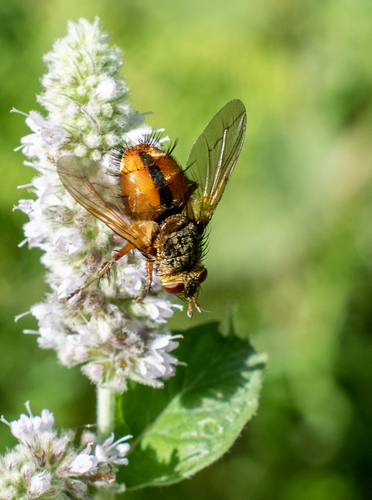 Common Tachinid