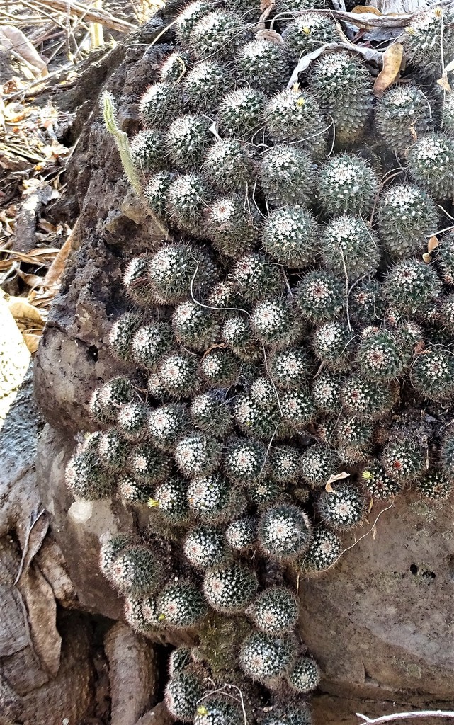 Subspecies Mammillaria voburnensis voburnensis  iNaturalist