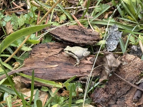 iNaturalist observation photo of Pacific chorus frog