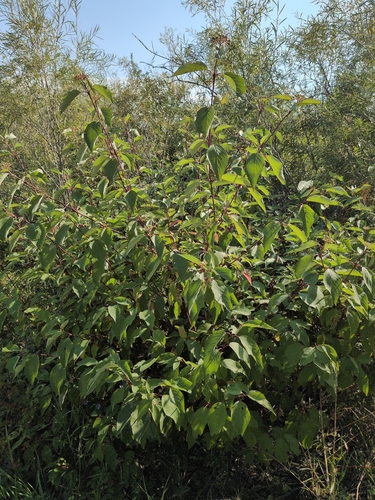 red osier dogwood