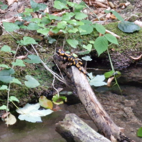 Fire Salamander