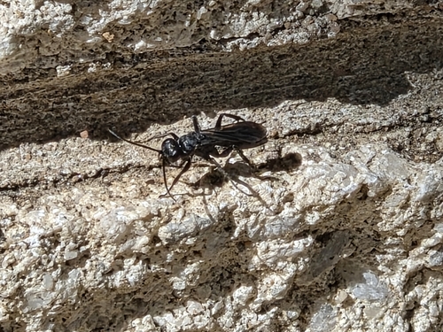 Ants, Bees, and Stinging Wasps