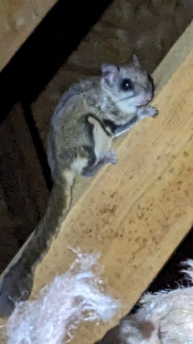 Southern Flying Squirrel observed by jesse603