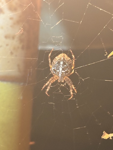 Cross Orbweaver