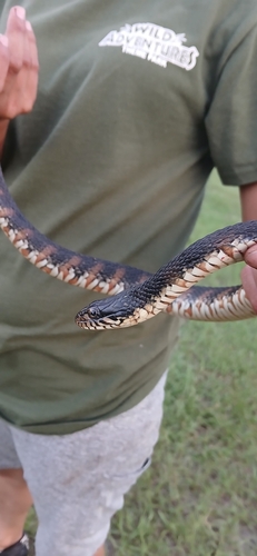 Banded Watersnake