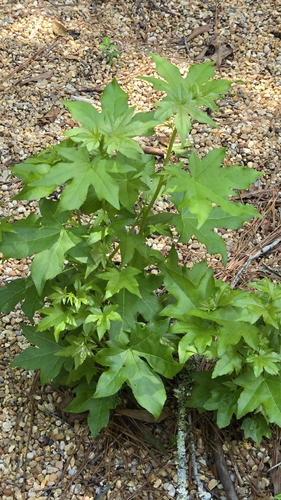 American sweetgum