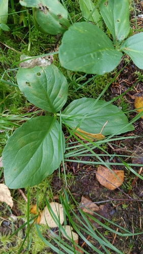 Bogbean
