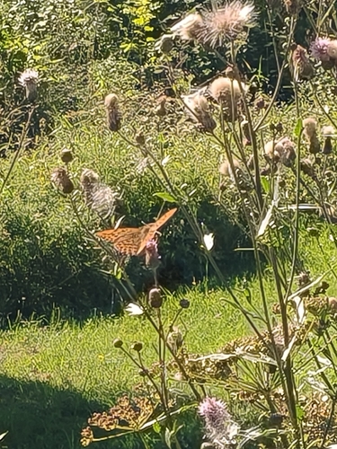 Silver-washed Fritillary