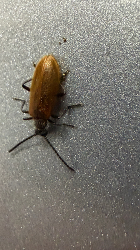 Rough-haired Lagria Beetle