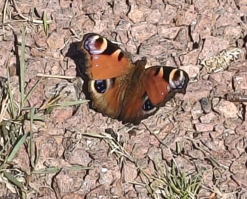 European Peacock Butterfly