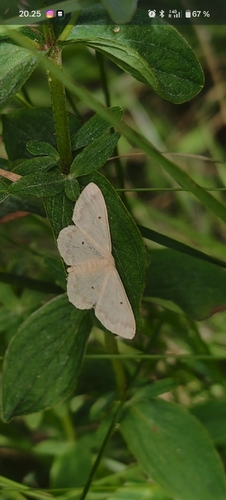 Small Fan-footed Wave