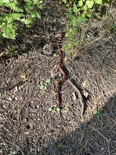 Arizona Mountain Kingsnake
