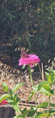 Monarch