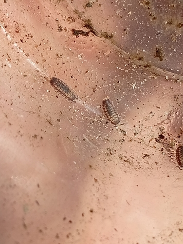 Dwarf Gray-striped Woodlouse