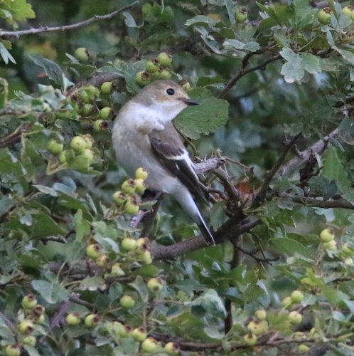 European Pied Flycatcher