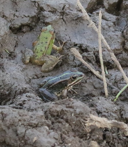 Sahara Frog