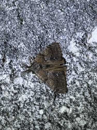 iNaturalist observation photo of Orgyia