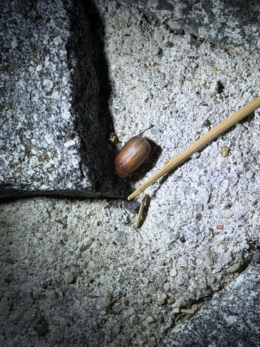 iNaturalist observation photo of June Beetles