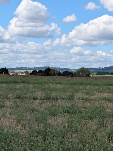 Western Roe Deer