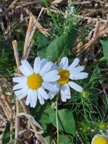 scentless mayweed