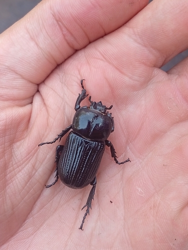 Phileurus valgus